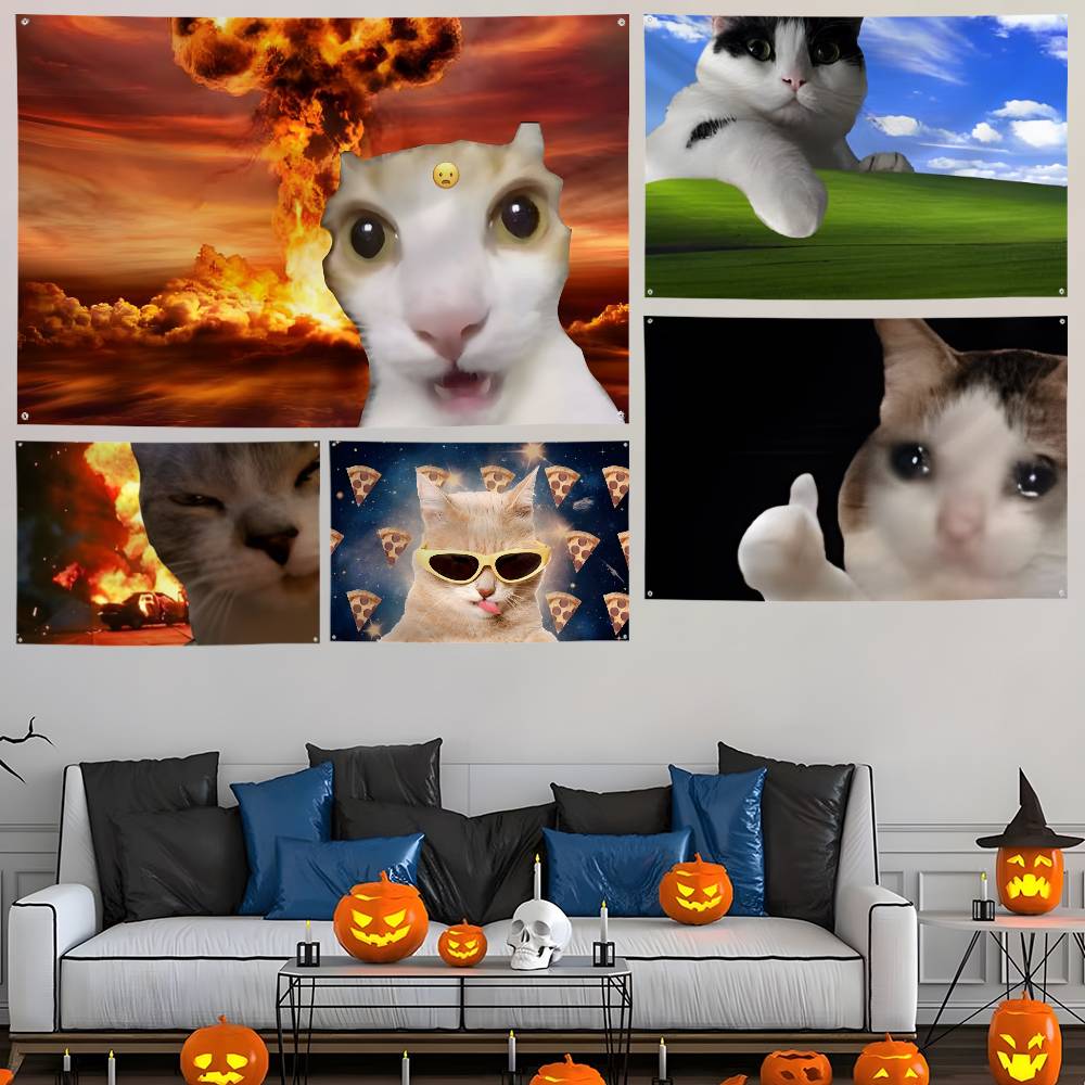 Interesting cat photography Fl - Photography Interest reseña y precio