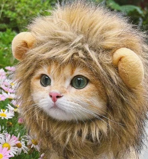 1pcs Interesting pet headwear  - Photography Interest reseña y precio