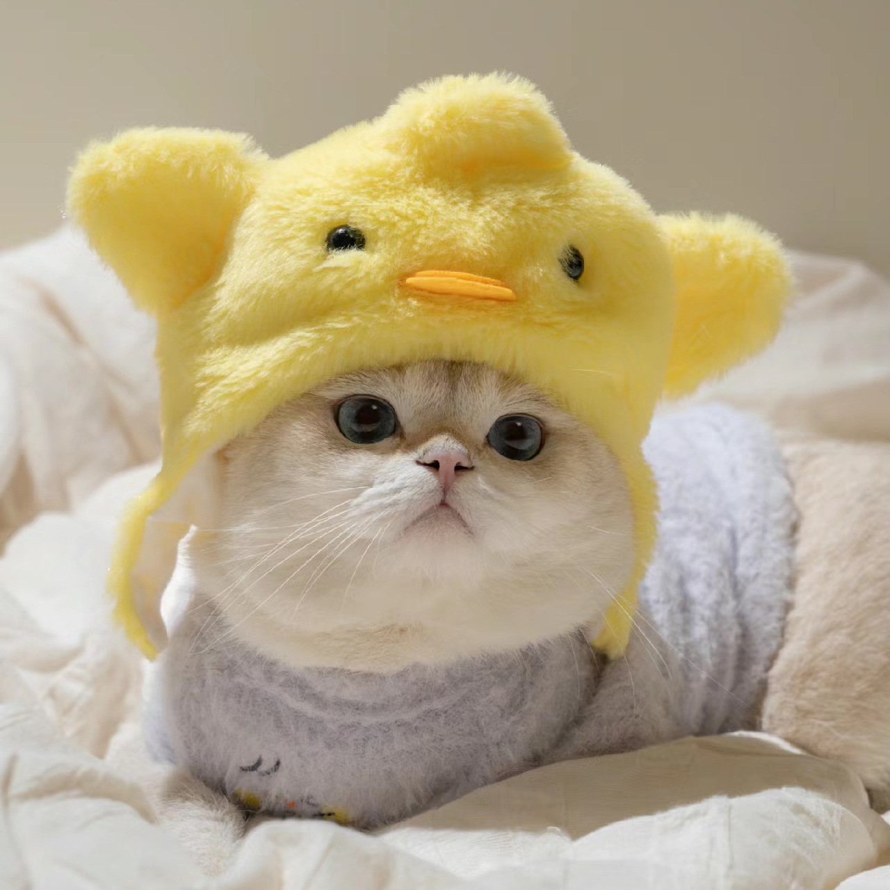 1pcs Interesting pet headwear  - Photography Interest reseña y precio